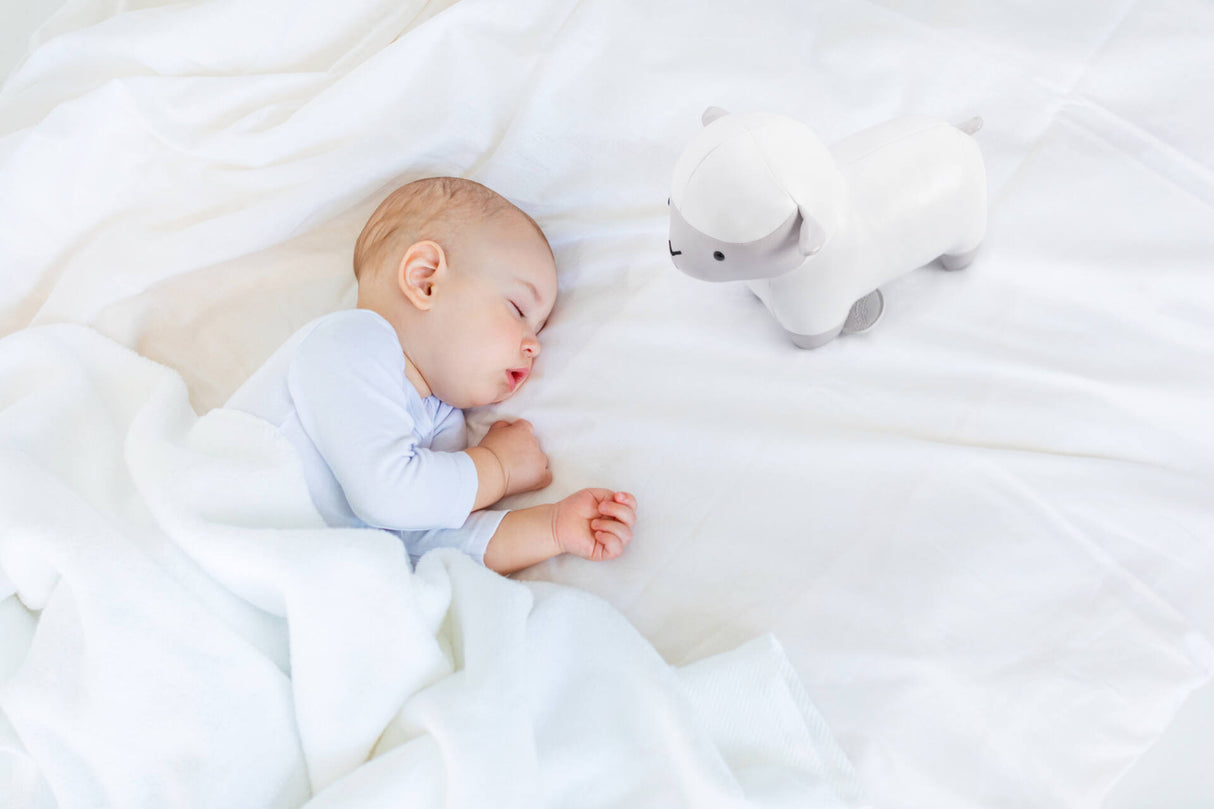 Σιμόν, το Προβατάκι